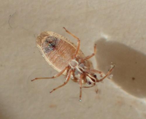 Réf. 198 985 : Tingis auriculata